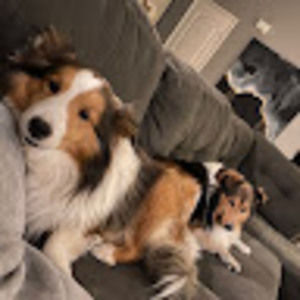 Meet your Posher, Chandler